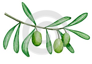 Watercolor green olives branch illustration. Botanical art. Isolated element. Kitchen decoration. Mediterranean print