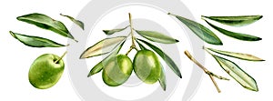 Watercolor green olives collection. Ripe fruits on branch with leaves. Set of separate design elements. Realistic