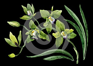 Watercolor green orchid flowers. Floral botanical flower. Isolated illustration element.