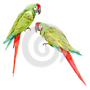 Watercolor green parrots