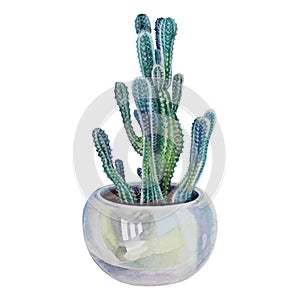 Watercolor green plant succulent cactus with needles in pot indoor isolated on white background. Hand drawn botanical