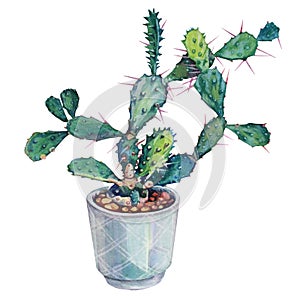 Watercolor green plant succulent cactus opuntia with needles in pot indoor isolated on white background. Hand drawn