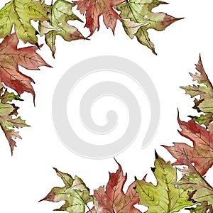 Watercolor green and red maple leaves. Leaf plant botanical garden floral foliage. Frame border ornament square.