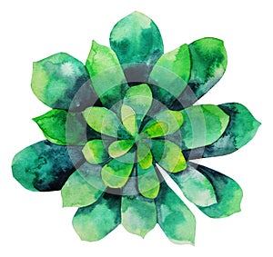 Watercolor green succulent