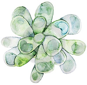 Watercolor green succulent