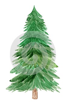 Watercolor green tall fir tree isolated on white background