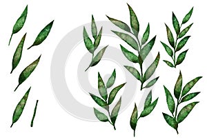 Watercolor green willow leaves and clip art elements set. Isolated hand drawn plants on white background