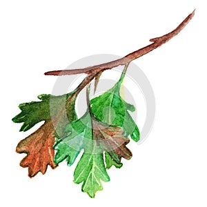 Watercolor green yellow orange gooseberry leaf branch isolated