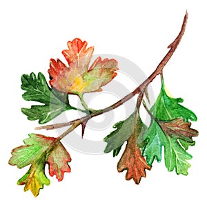 Watercolor green yellow orange gooseberry leaf branch isolated