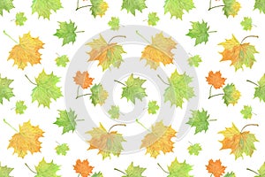Watercolor green and yellowish autumn maple leaves, repeat pattern, seasonal illustration, symbol of autumn