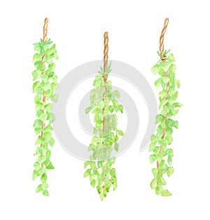 Watercolor greenery garland illustration. Hand drawn hanging vine leaves isolated on white. Floral wall decoration