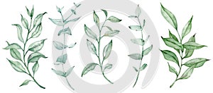 Watercolor greenery set with eucalyptus branches. Natural foliage illustration isolated on the white background.