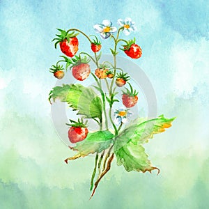 Watercolor greeting card, invitation with a plant strawberry. Blossoming bush with a red berry and flower.