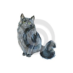 Watercolor grey cat