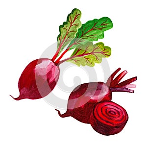 Watercolor group of whole and cuted half beetroot hand drawn illustration isolated on white