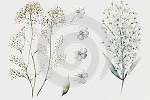 About Watercolor Gypsophila Babys Breath Flower Floral Clipart, Isolated on White Background.