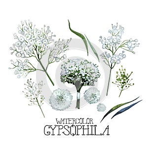 Watercolor gypsophila set photo