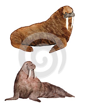Watercolor hadn drawn illustration of atlantic walrus, endangered sea ocean species. Marine mammal wildlife, north polar