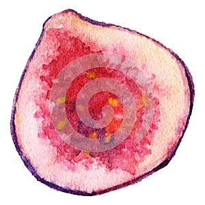 Watercolor half fig exotic fruit isolated vector