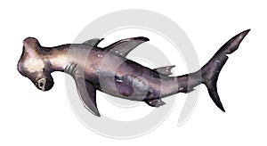 Watercolor Hammerhead Shark isolated on white background. Cute cartoon underwater animal illustration.