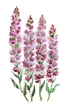 Watercolor hand draw illustration of a beautiful purple flowers.