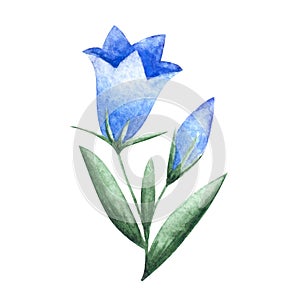 Watercolor hand drawn blue colored flower called blue campanula. Buebell flower isolated