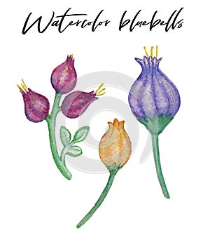 Watercolor hand drawn bluebells clip art, drawn blubells, simple flowers set, watercolor elements, different flowers