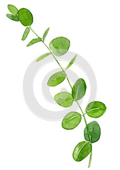 Watercolor hand drawn botanical illustration green eucalyptus leaves on branch isolated on white background.