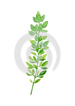 Watercolor hand drawn botanical illustration greenery branch of thyme