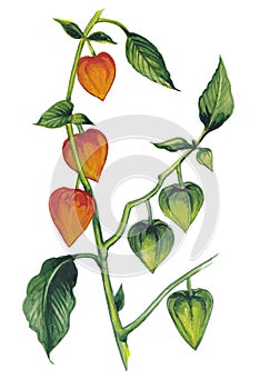 Watercolor hand drawn botanical phisalis flowers illustration