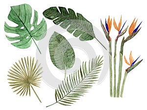 Watercolor hand-drawn botanical set with leaves of monstera, banana, palm and bird of paradise flowers.