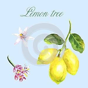 Watercolor hand-drawn branch of lemon tree isolated on white background