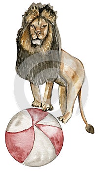 Watercolor hand drawn circus lion vintage style. A drawing of an lion on with a red ball. Perfect for wedding, invitations, blogs