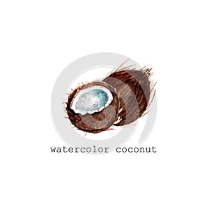 Watercolor hand drawn coconut