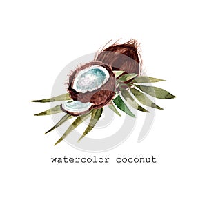 Watercolor hand drawn coconut with leaves botanica