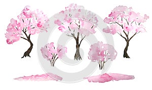 Watercolor hand drawn design elements illustration of pink cherry sakura tree in bloom blossom flowers, fallen petals
