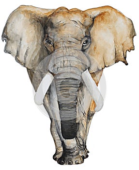 Watercolor hand drawn Elephant