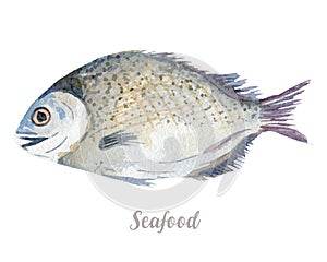 Watercolor hand drawn fish. fresh seafood illustration on white background