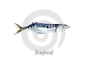 Watercolor hand drawn fish. fresh seafood illustration on white background