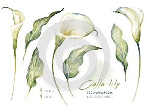 Watercolor hand drawn floral set with delicate illustration of blossom white calla lily flowers and leaf. Elegant