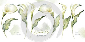 Watercolor hand drawn floral set with delicate illustration of blossom white calla lily flowers and leaf. Elegant