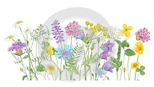 Watercolor hand drawn floral summer border with wild meadow flowers and grass, composition isolated on white background