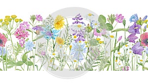 Watercolor hand drawn floral summer seamless border with wild meadow flowers clover, bluebell, cornflower, tansy, chamomile, cow