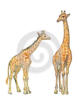 Watercolor hand-drawn giraffe family. Two hand painted animals from Africa isolated on white background. Natural art set