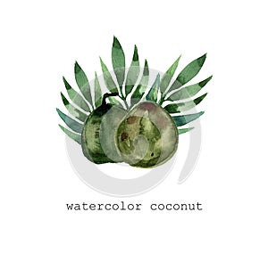 Watercolor hand drawn green coconut with leaves botanica