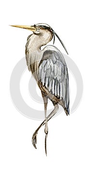 Watercolor hand drawn heron bird . Watercolor illustration of wild animal. Perfect for wedding invitation, greetings card, posters