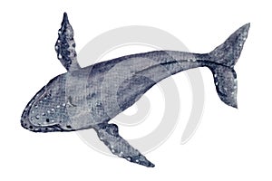 Watercolor hand-drawn humpback whale isolated on white