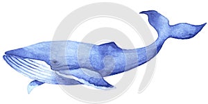 Watercolor hand drawn illustration with blue whale isolated on white background.Hand drawing with a marine mammals.