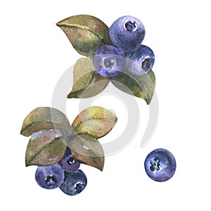 Watercolor Hand Drawn illustration of Blueberry with green leaves. Forest Plant with Blue Berries isolated on white