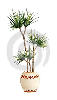 Watercolor hand drawn illustration of dracaena dragon tree plant on white isolated background. Interior design nature